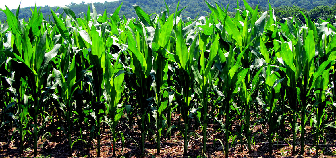 ACADEMY | Agro Mindset Group