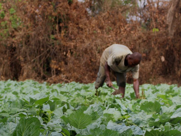 Rethinking African Agriculture